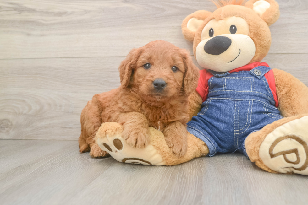 Best Mini Goldendoodle Baby