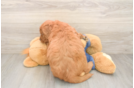 Petite Mini Goldendoodle Poodle Mix Pup