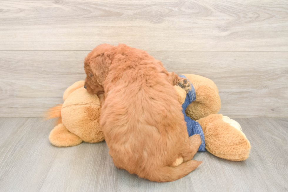 Petite Mini Goldendoodle Poodle Mix Pup