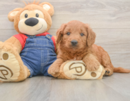 5 week old Mini Goldendoodle Puppy For Sale - Seaside Pups