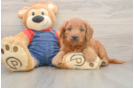 Mini Goldendoodle Puppy for Adoption