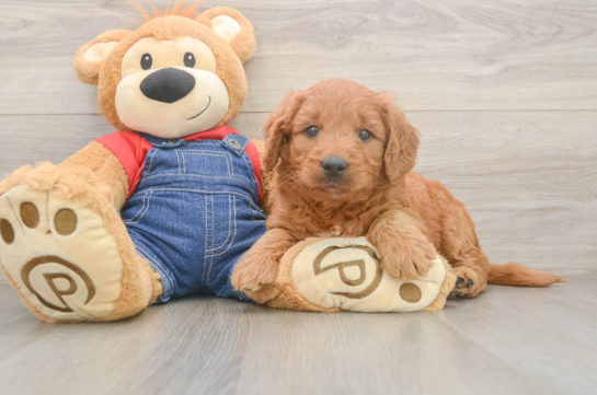 Mini Goldendoodle Puppy for Adoption