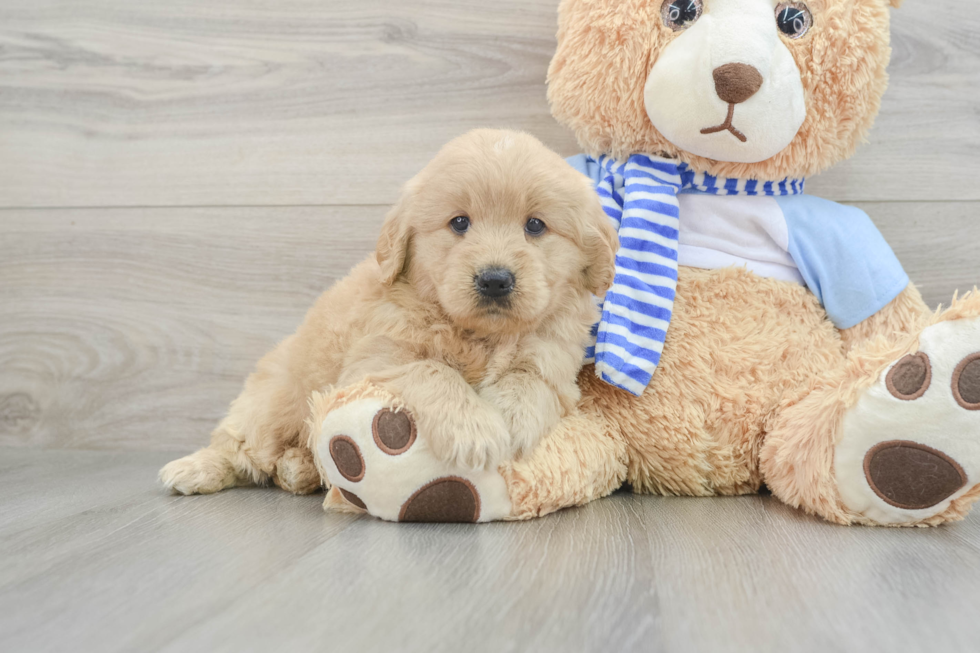 Best Mini Goldendoodle Baby