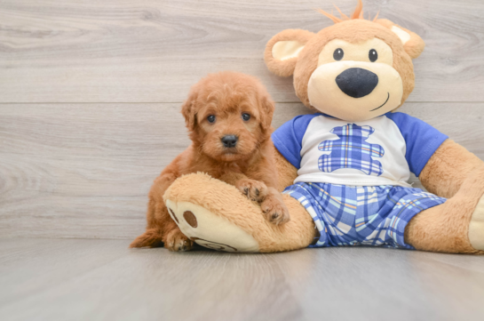 Hypoallergenic Mini Goldiepoo Poodle Mix Puppy