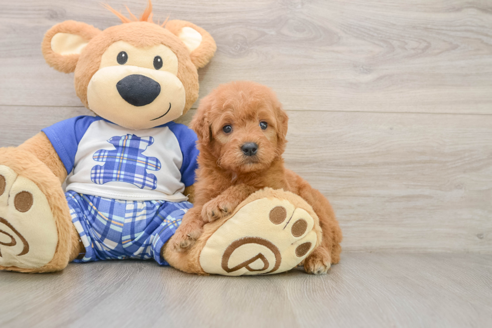 Mini Goldendoodle Pup Being Cute