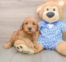 7 week old Mini Goldendoodle Puppy For Sale - Seaside Pups