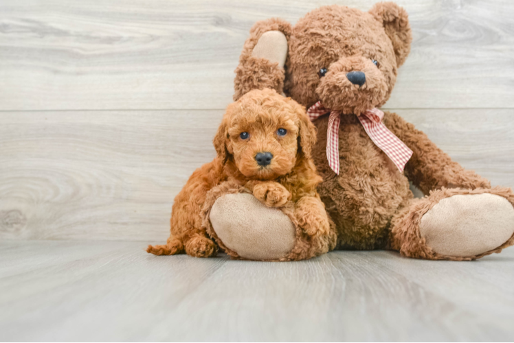 Best Mini Goldendoodle Baby