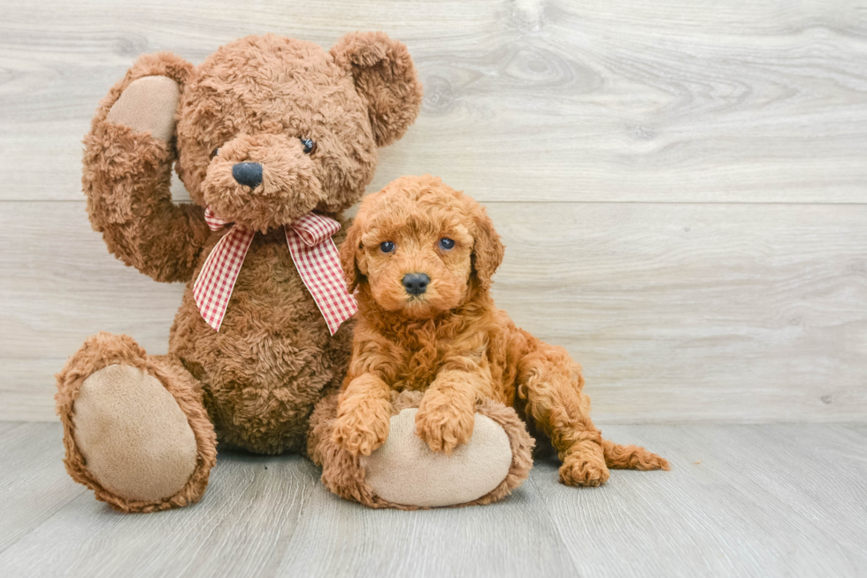 Mini Goldendoodle Puppy for Adoption