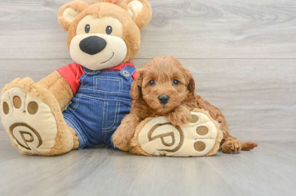6 week old Mini Goldendoodle Puppy For Sale - Seaside Pups