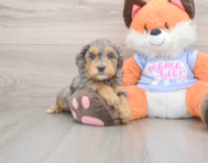 6 week old Mini Goldendoodle Puppy For Sale - Seaside Pups
