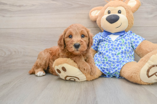 TARA, a Mini Goldendoodle littermate