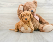 8 week old Mini Goldendoodle Puppy For Sale - Seaside Pups