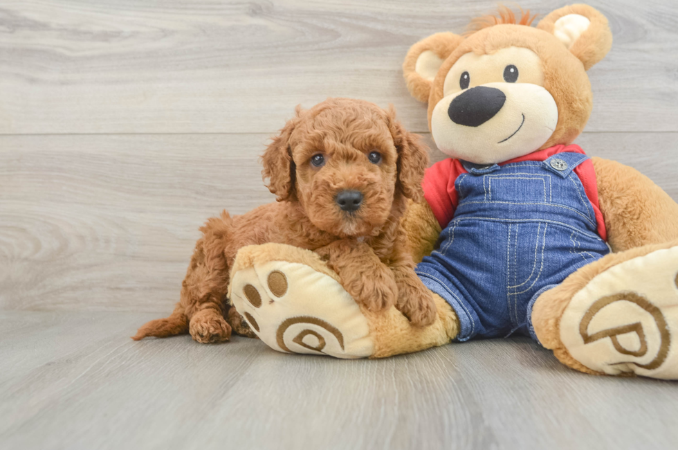 6 week old Mini Goldendoodle Puppy For Sale - Seaside Pups
