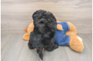 Energetic Golden Doodle Poodle Mix Puppy