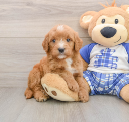 7 week old Mini Goldendoodle Puppy For Sale - Seaside Pups