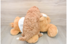 Smart Mini Goldendoodle Poodle Mix Pup