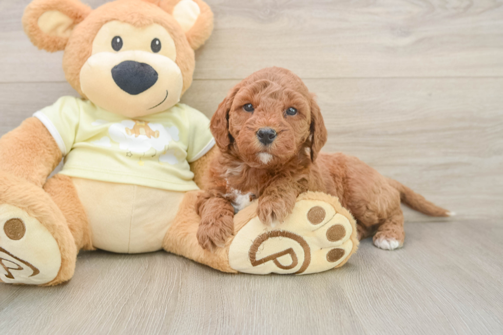 Best Mini Goldendoodle Baby