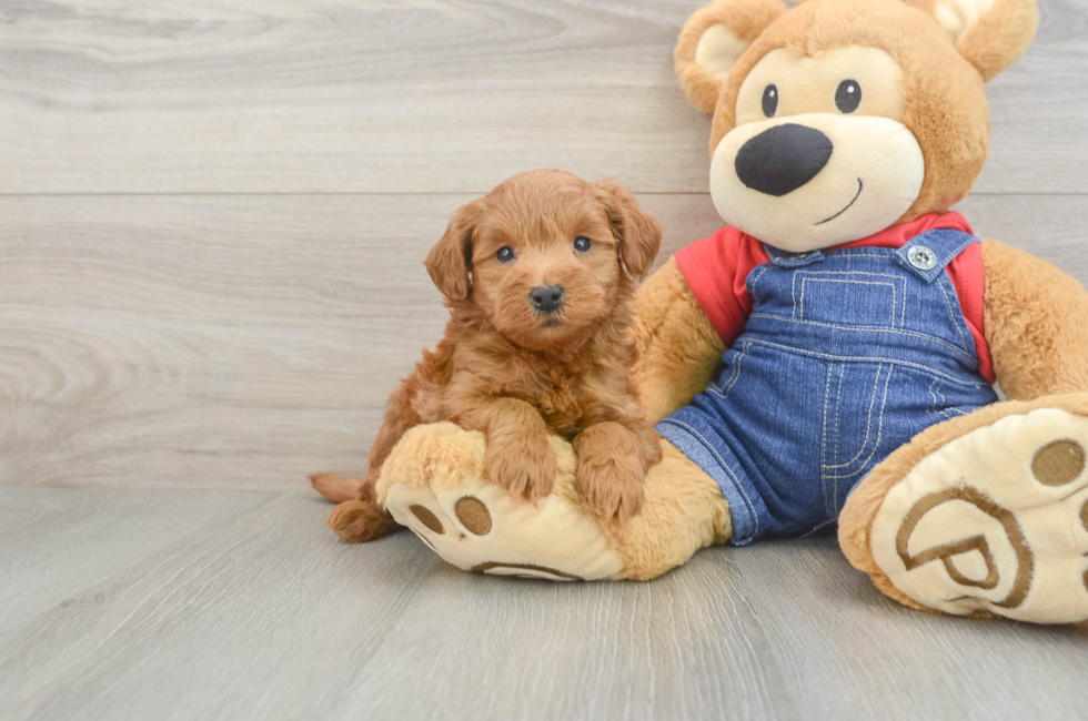 6 week old Mini Goldendoodle Puppy For Sale - Seaside Pups