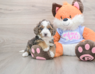 6 week old Mini Goldendoodle Puppy For Sale - Seaside Pups