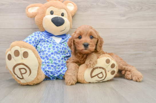TAYLA, a Mini Goldendoodle littermate
