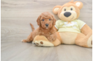 Mini Goldendoodle Pup Being Cute