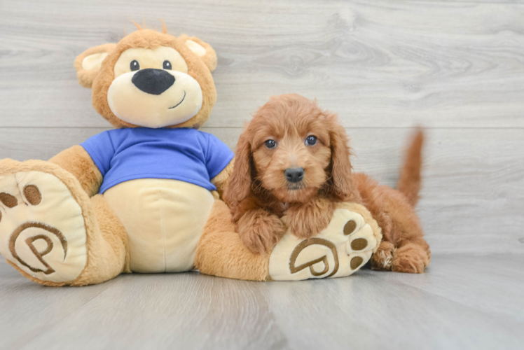 Meet Teagan - our Mini Goldendoodle Puppy Photo  1/3 - Seaside Pups Small Mini Goldendoodle Baby