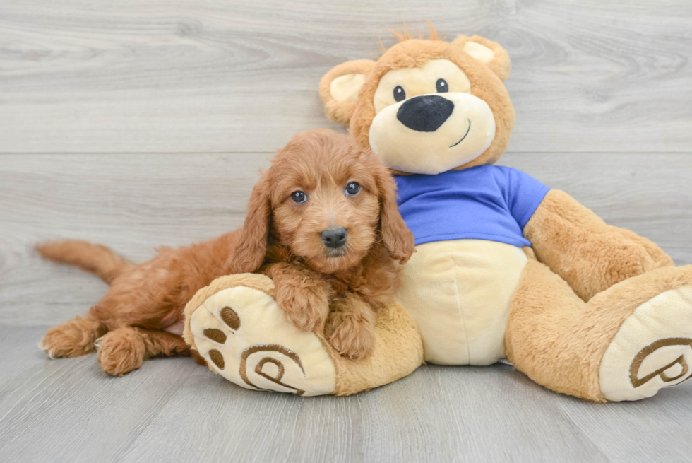 Meet Teagan - our Mini Goldendoodle Puppy Photo  2/3 - Seaside Pups Playful Golden Retriever Poodle Mix Puppy