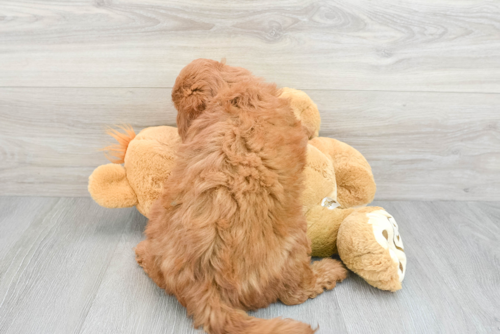 Meet Teagan - our Mini Goldendoodle Puppy Photo  3/3 - Seaside Pups Mini Goldendoodle Pup Being Cute