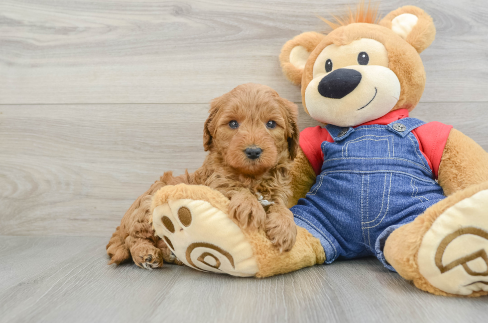 7 week old Mini Goldendoodle Puppy For Sale - Seaside Pups