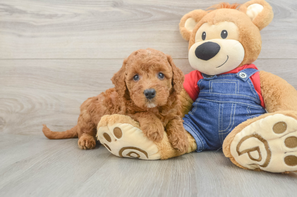 6 week old Mini Goldendoodle Puppy For Sale - Seaside Pups
