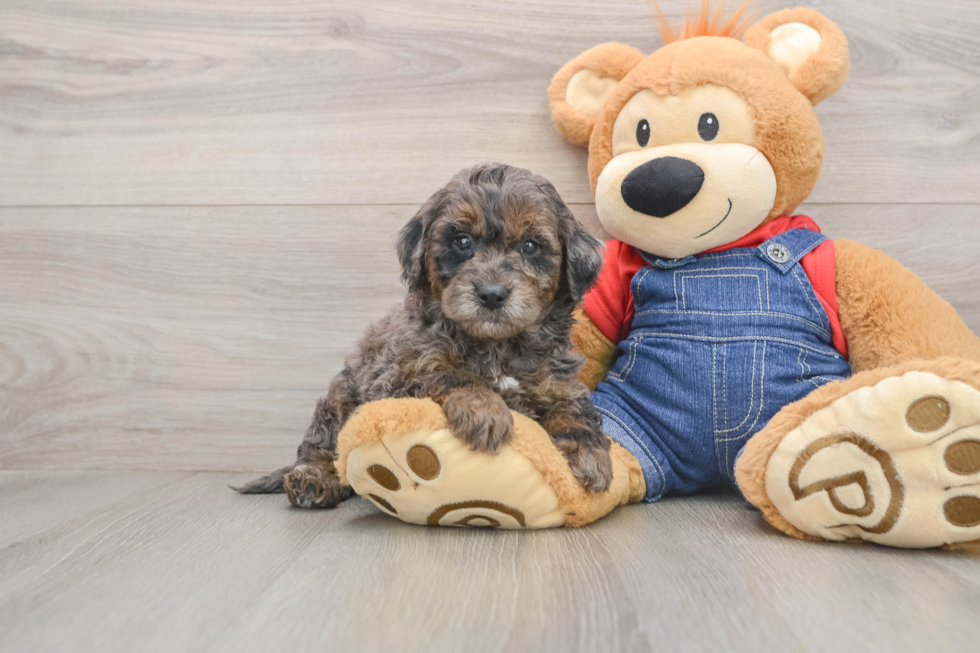 Mini Goldendoodle Puppy for Adoption