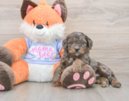 6 week old Mini Goldendoodle Puppy For Sale - Seaside Pups