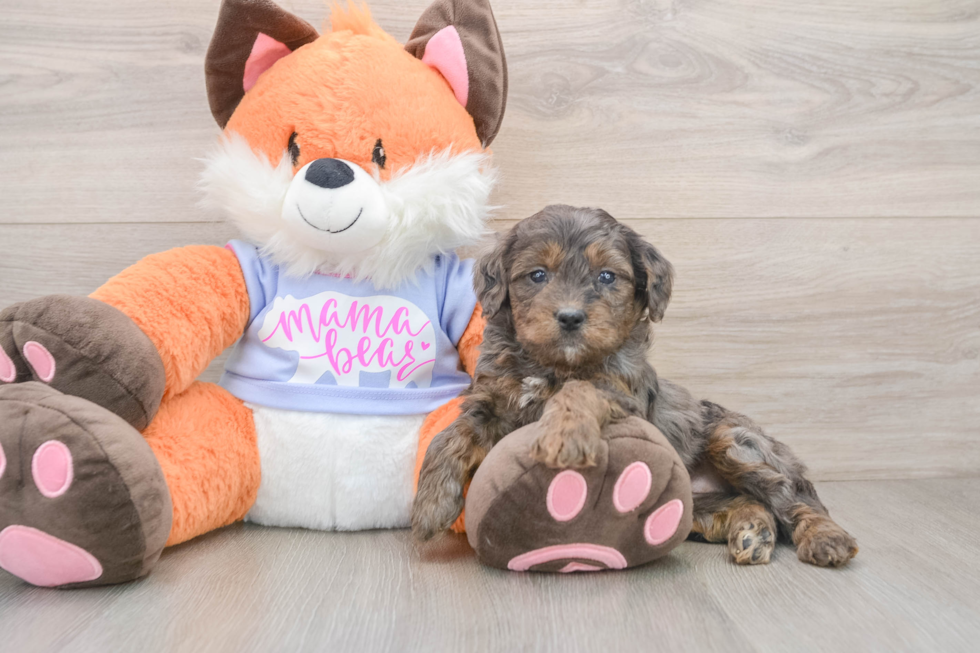 Happy Mini Goldendoodle Baby