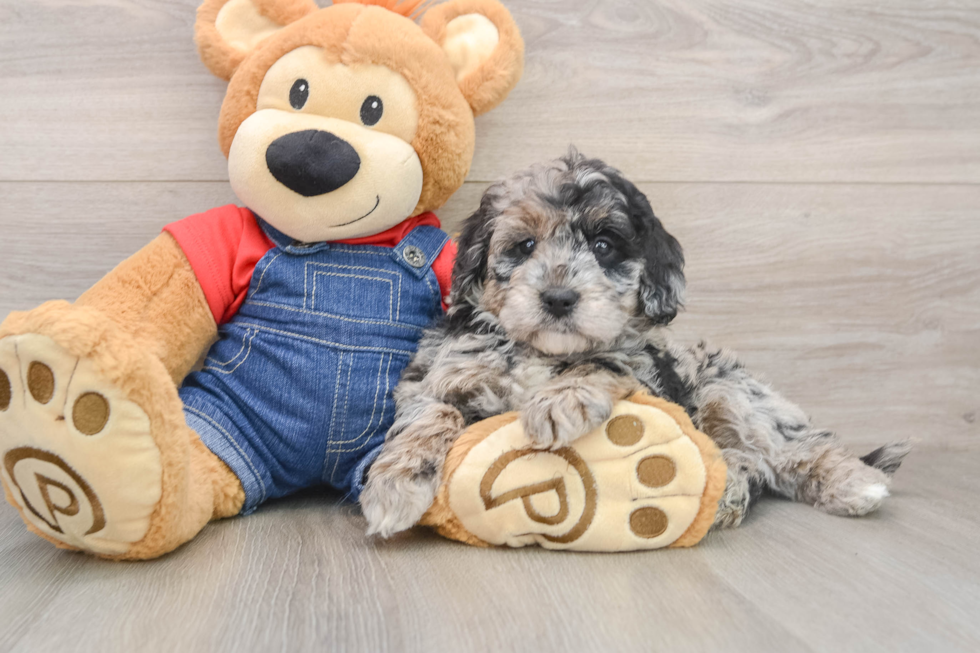 Mini Goldendoodle Pup Being Cute