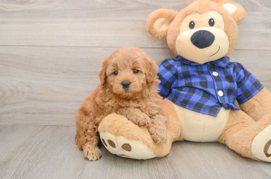 Small Mini Goldendoodle Baby