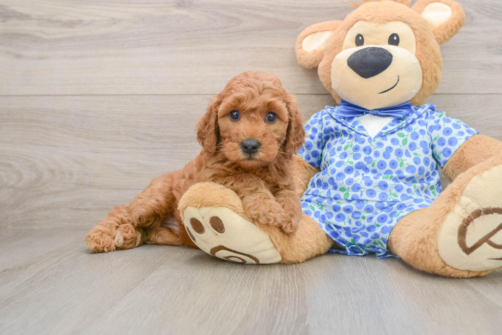 Mini Goldendoodle Puppy for Adoption