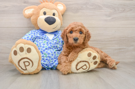 TEAGAN, a Mini Goldendoodle littermate