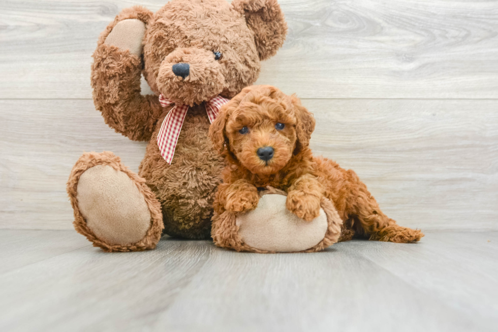 Best Mini Goldendoodle Baby