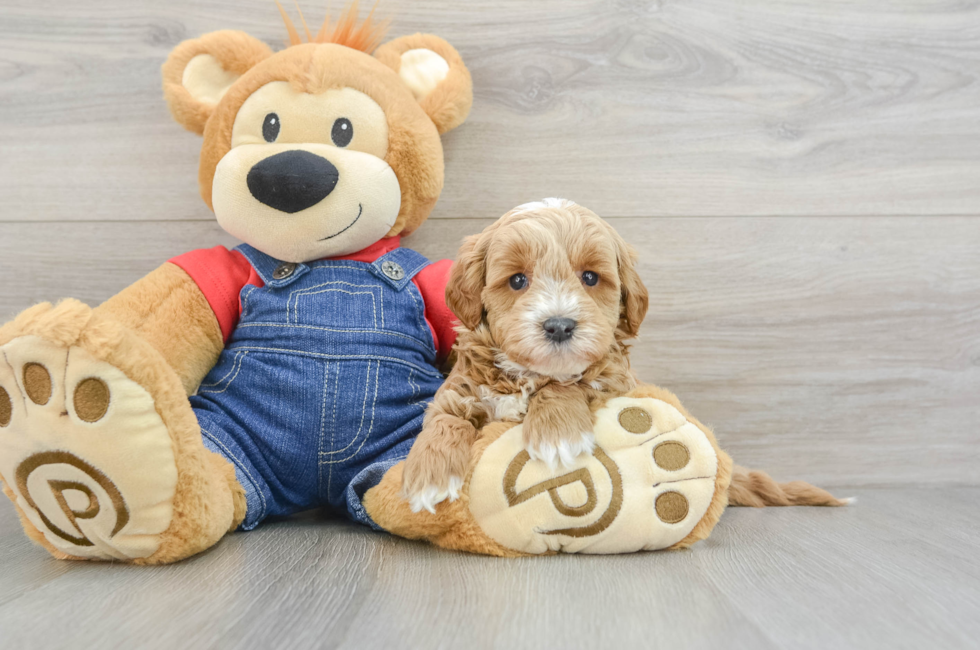 7 week old Mini Goldendoodle Puppy For Sale - Seaside Pups