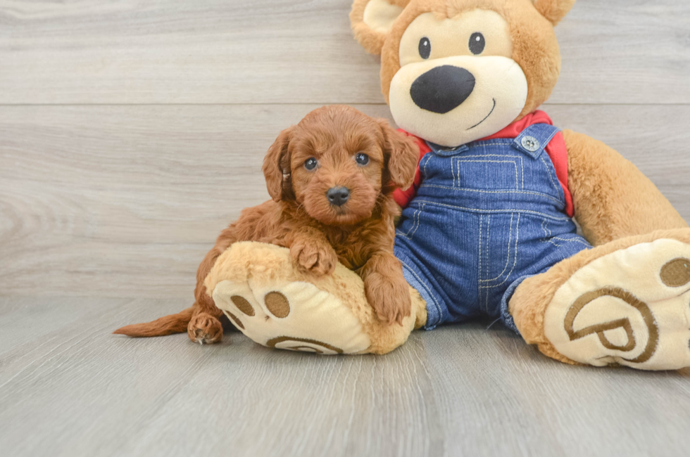6 week old Mini Goldendoodle Puppy For Sale - Seaside Pups