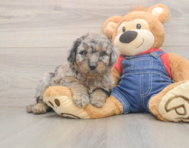 7 week old Mini Goldendoodle Puppy For Sale - Seaside Pups