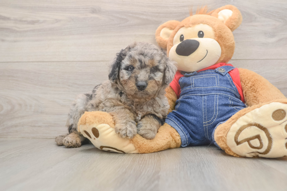 Meet Tesla - our Mini Goldendoodle Puppy Photo  1/3 - Seaside Pups Best Mini Goldendoodle Baby