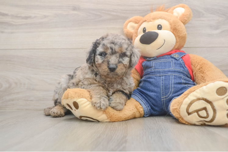 Meet Tesla - our Mini Goldendoodle Puppy Photo  1/3 - Seaside Pups Best Mini Goldendoodle Baby
