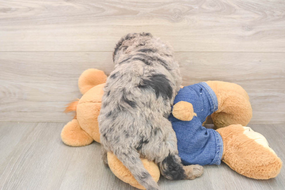 Meet Tesla - our Mini Goldendoodle Puppy Photo  3/3 - Seaside Pups Hypoallergenic Mini Goldiepoo Poodle Mix Puppy