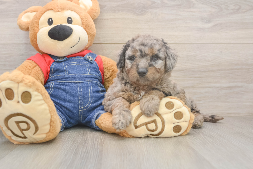 Meet Tesla - our Mini Goldendoodle Puppy Photo  2/3 - Seaside Pups Smart Mini Goldendoodle Poodle Mix Pup