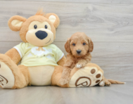 7 week old Mini Goldendoodle Puppy For Sale - Seaside Pups