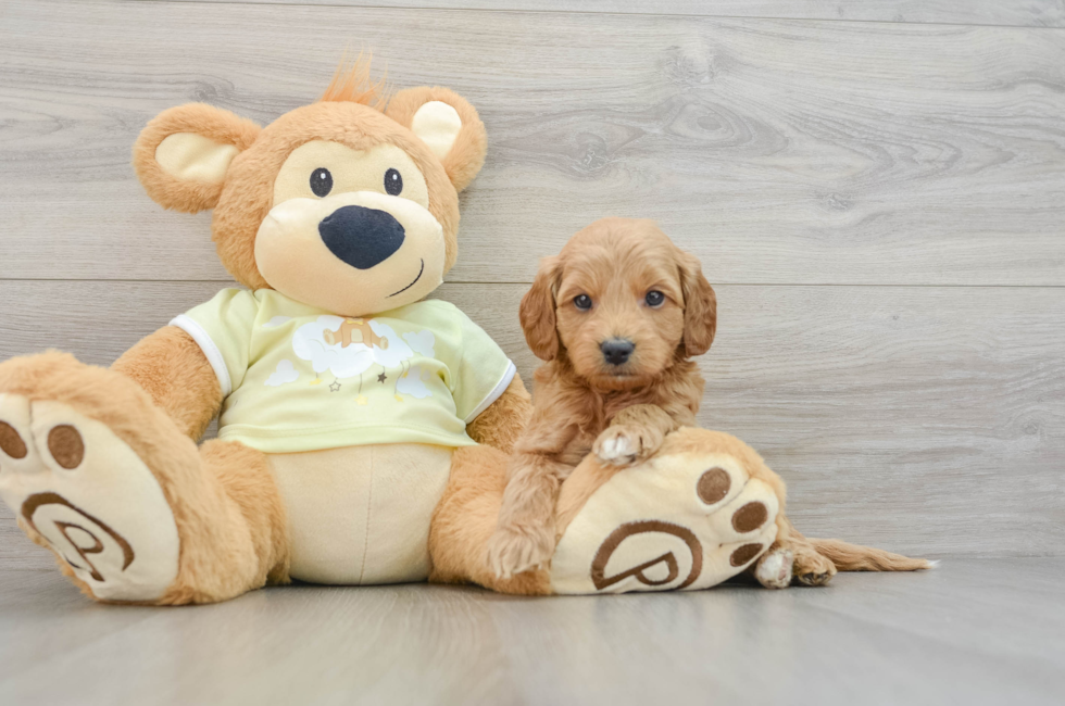 6 week old Mini Goldendoodle Puppy For Sale - Seaside Pups