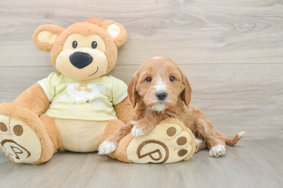 Energetic Golden Doodle Poodle Mix Puppy