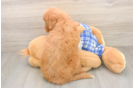 Best Mini Goldendoodle Baby