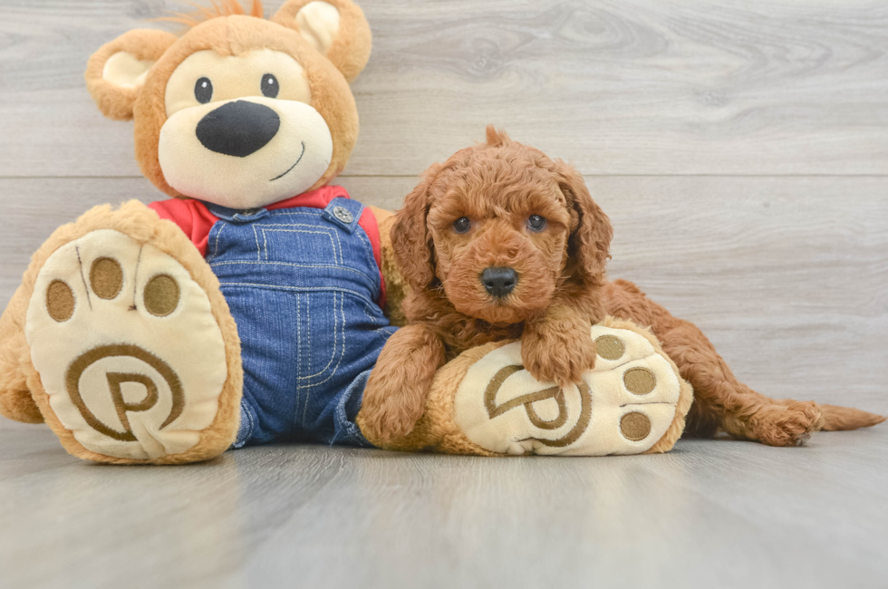 6 week old Mini Goldendoodle Puppy For Sale - Seaside Pups